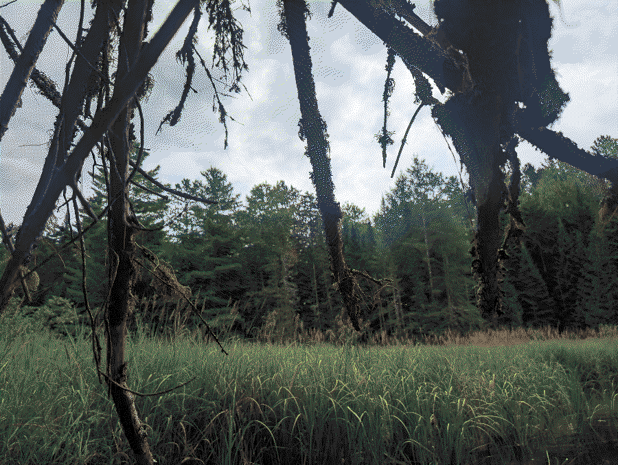 View through a tree and spiderweb over an alpine marsh