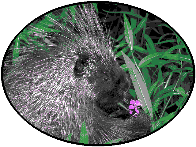A porcupine offering you a small flower