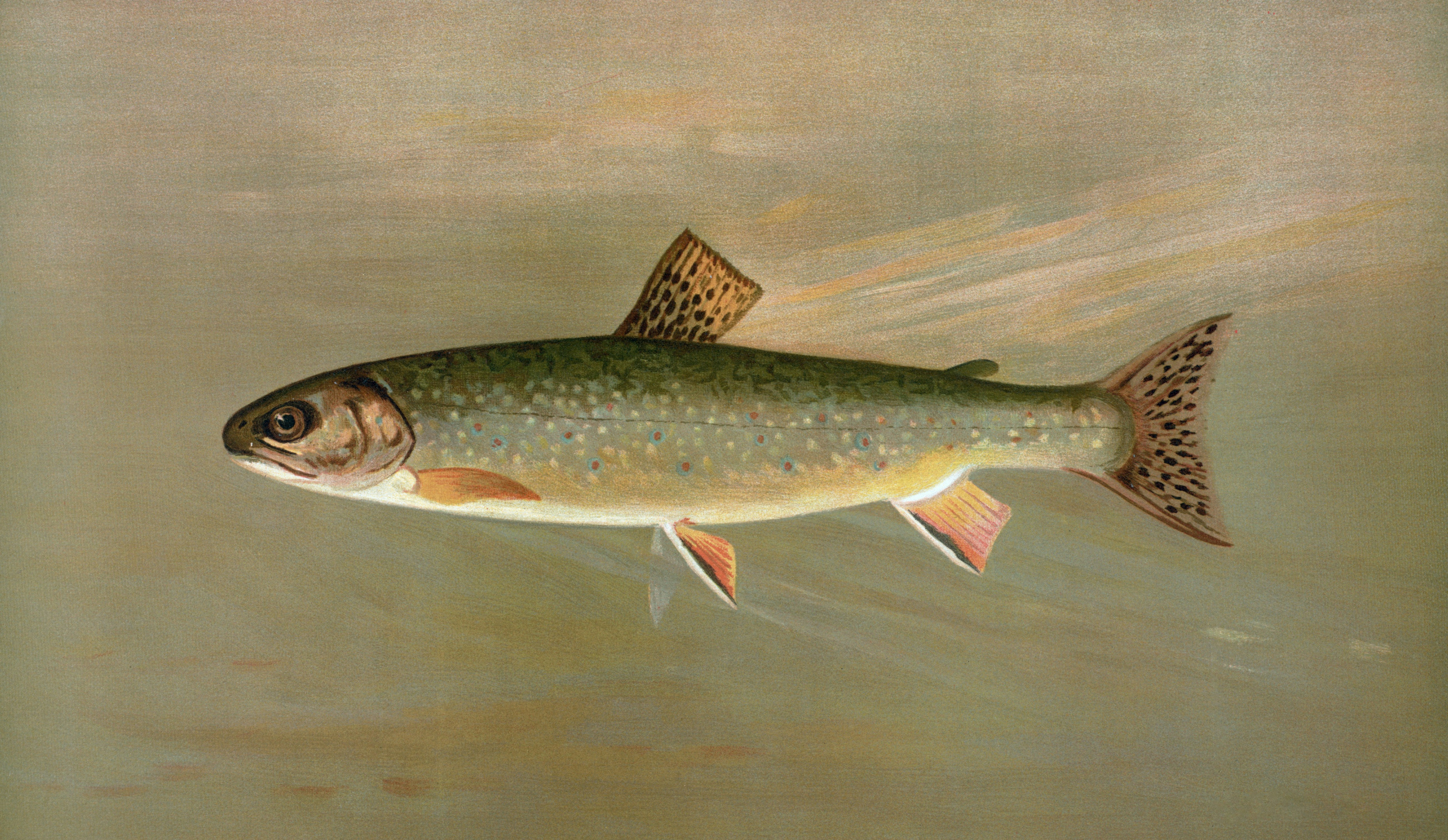 A trout